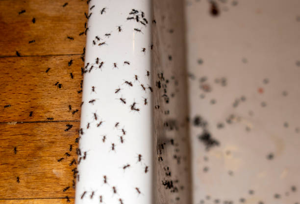 Best Ant Control Services  in Chattanooga, TN