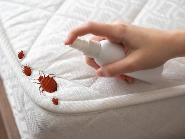 Best Flea Control Services  in Chattanooga, TN